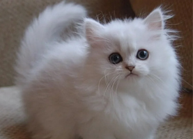 Doll face Persian kitten